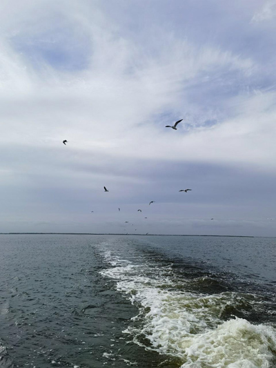 守护好乌梁素海这颗&ldquo;塞外明珠&rdquo;