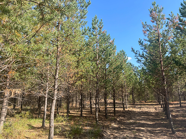  昔日的京津风沙源，现在&ldquo;绿中找沙&rdquo;