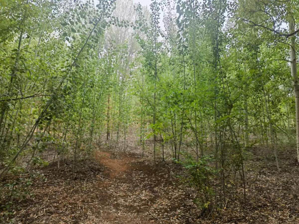  “沙地里长出了苦豆子！”